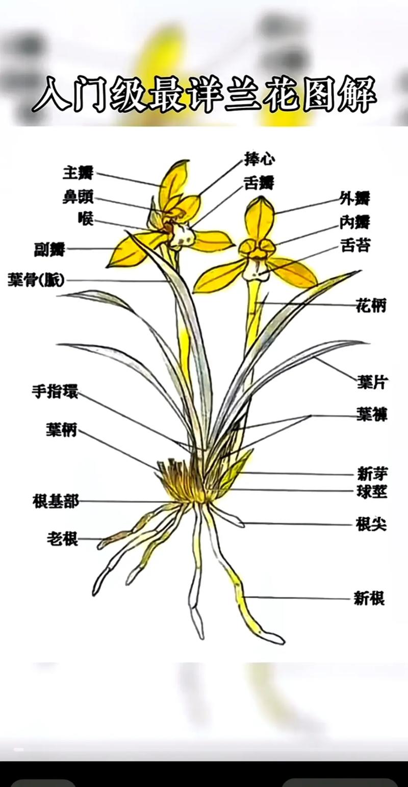 如何鉴别兰花品种?