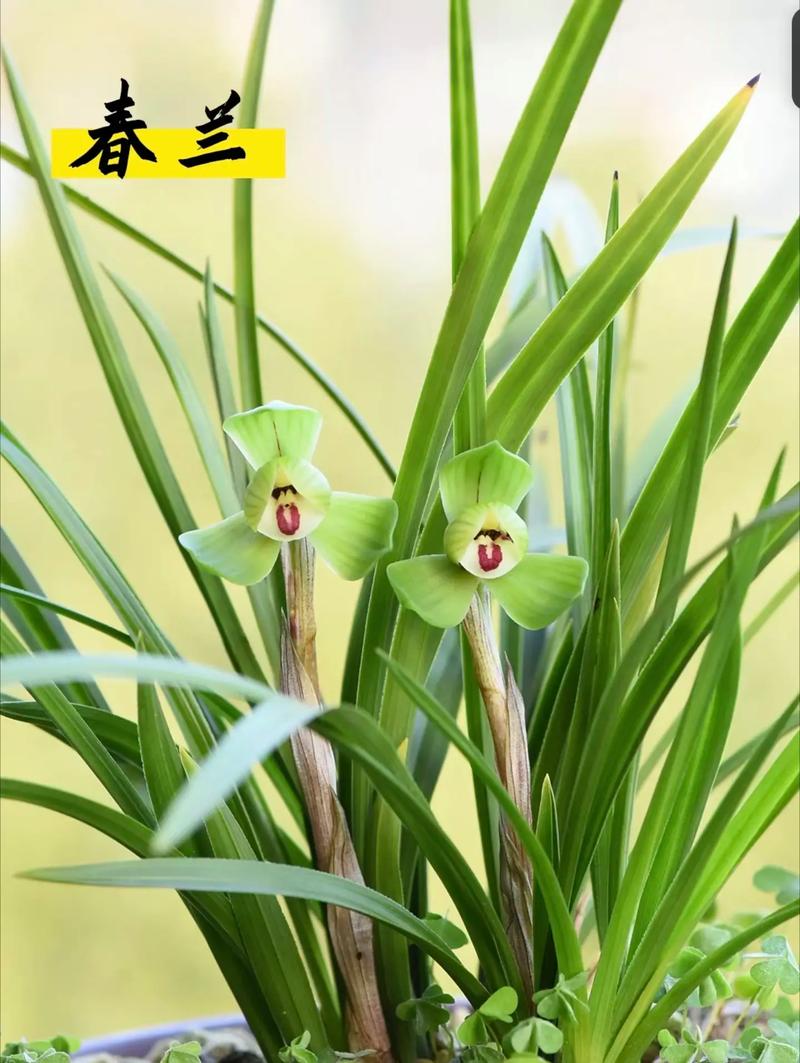 兰花的适宜生长温度是怎样的