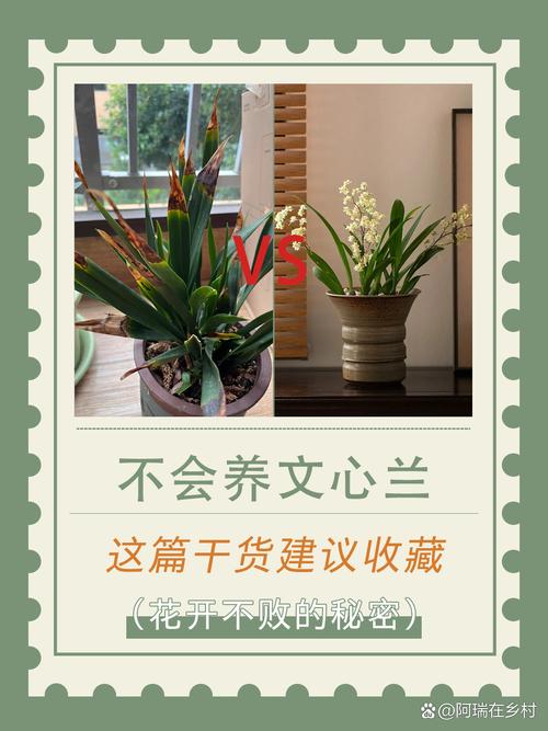 怎么养素心兰