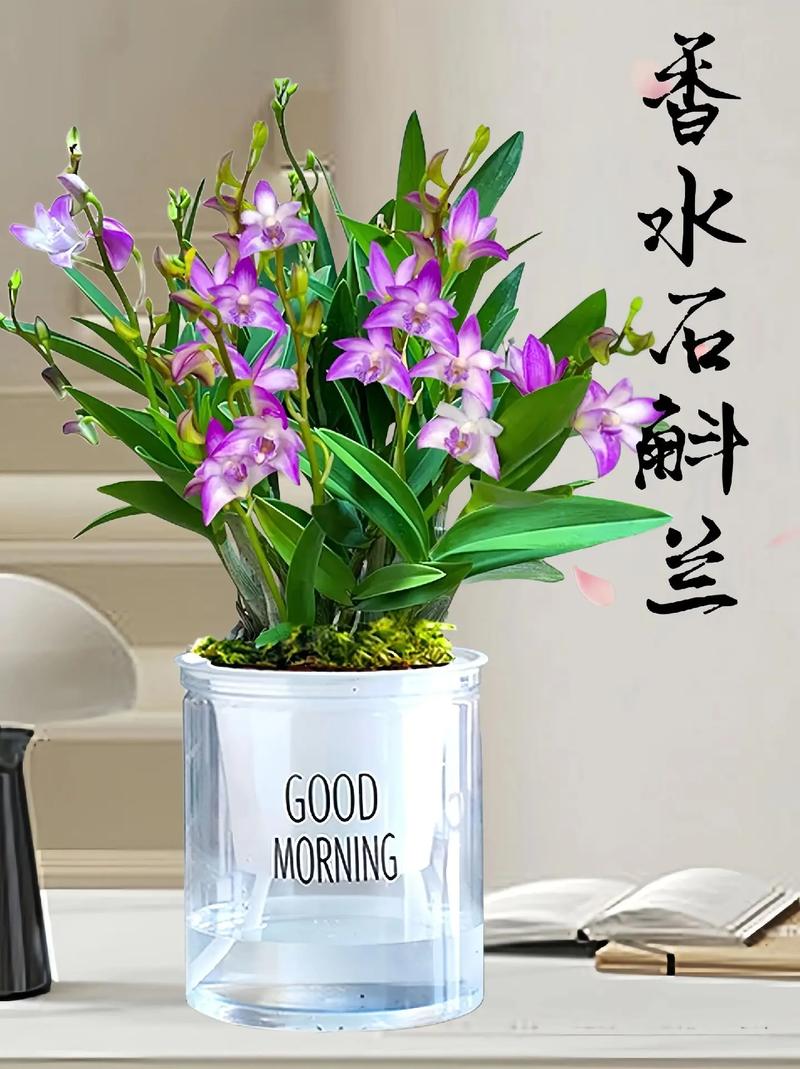 家庭种植石斛兰花的好处与坏处。