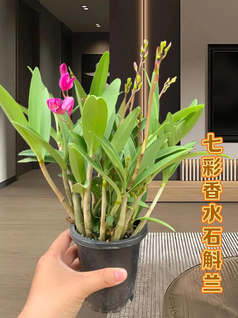 为什么家里不能种石斛兰?