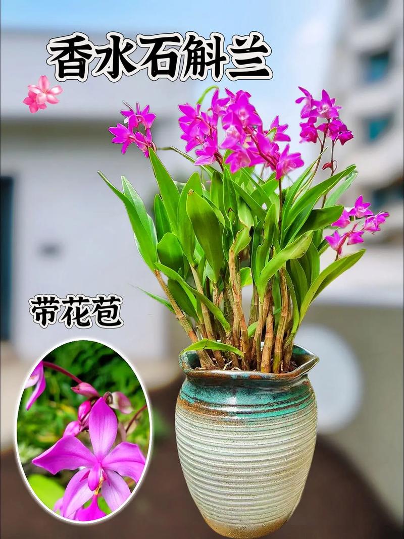 如何养殖石斛兰?特别是居家养殖,需要注意一些什么?
