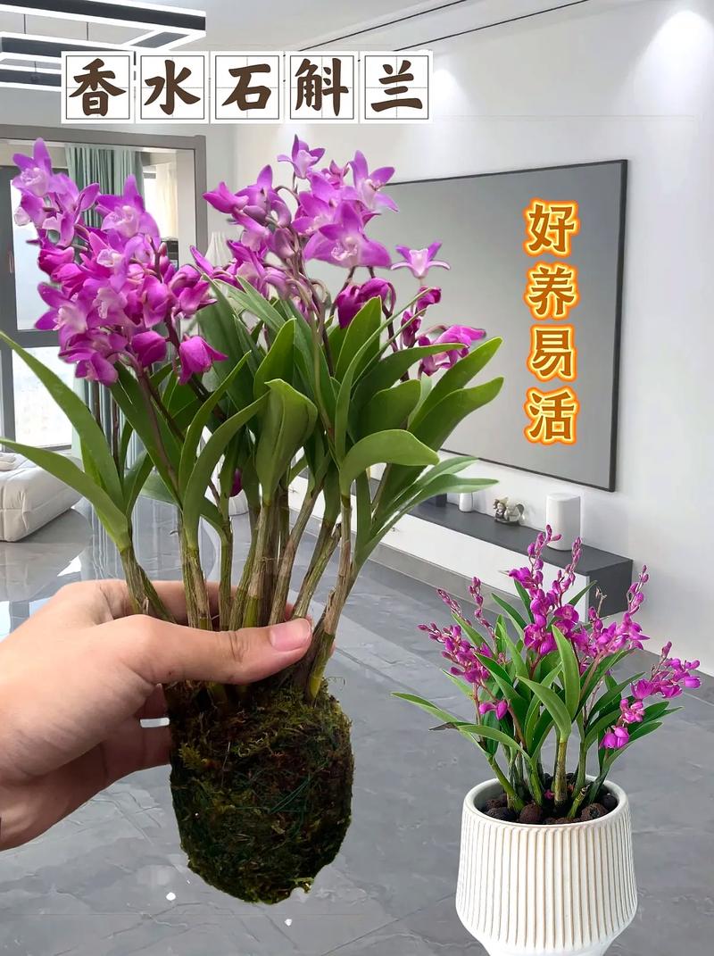 石斛兰适合在室内种植吗