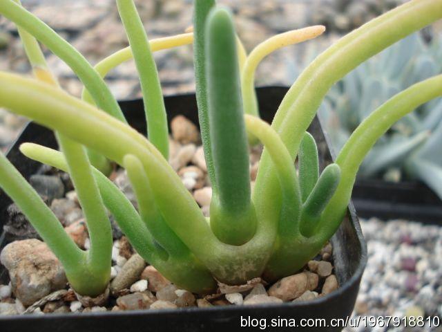碧光环耳朵长长的是徒长了吗