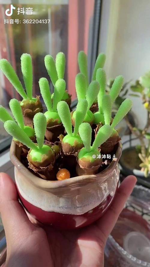 碧光环的耳朵可以剪吗