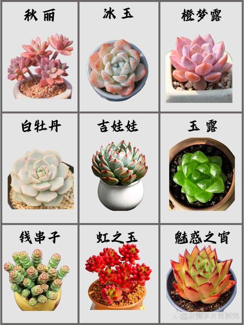 最美多肉植物排名榜,网友表示看呆了!