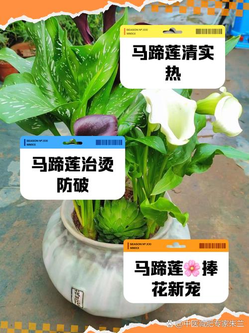 马蹄莲植物的弱点是什么?
