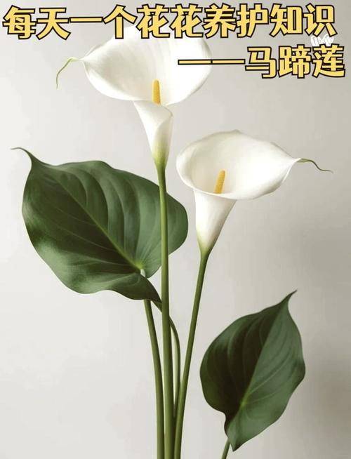 马蹄莲叶子打卷,发软是怎么回事,