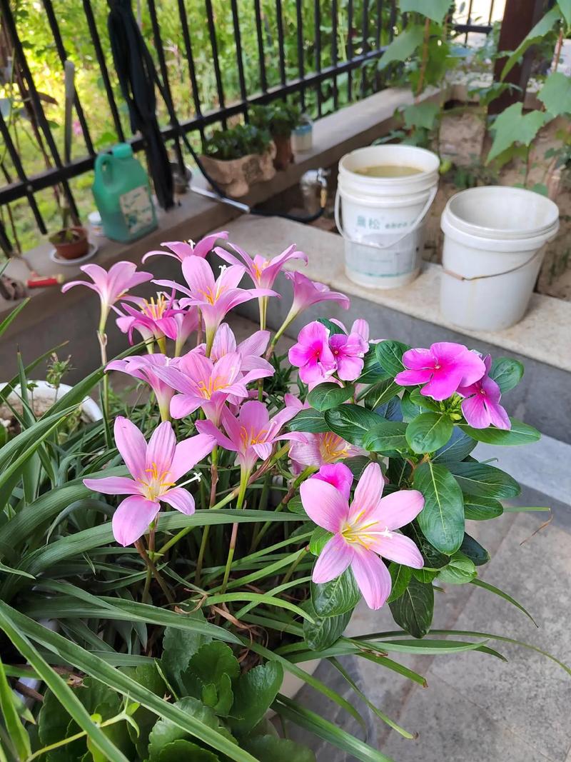 风雨兰的花语，风雨兰的花语是？