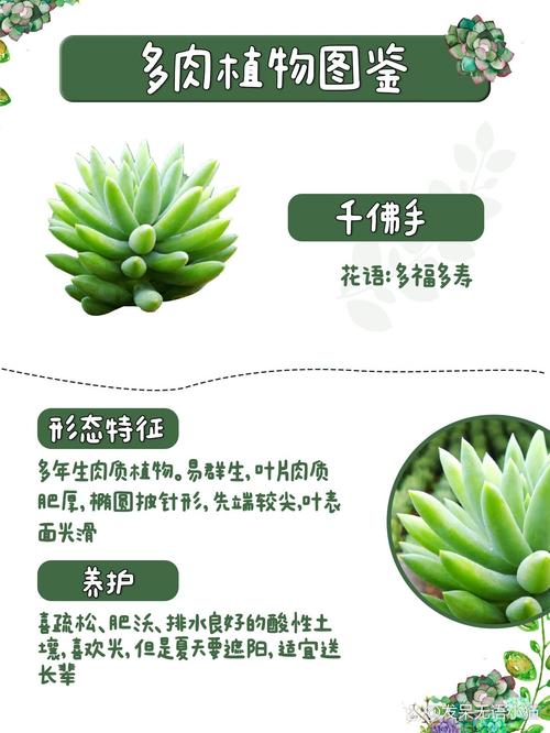 千佛手下面的叶子为什么会掉啊?