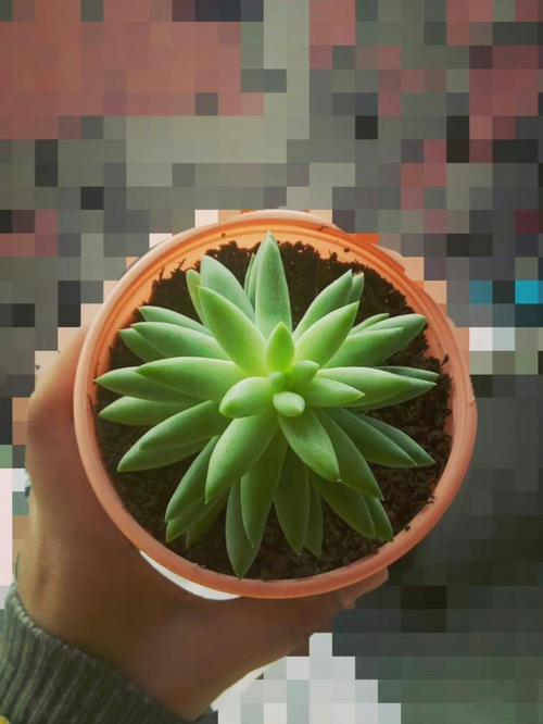 多肉植物千佛手,养了一个月,叶子都变黄掉了,怎么回事?
