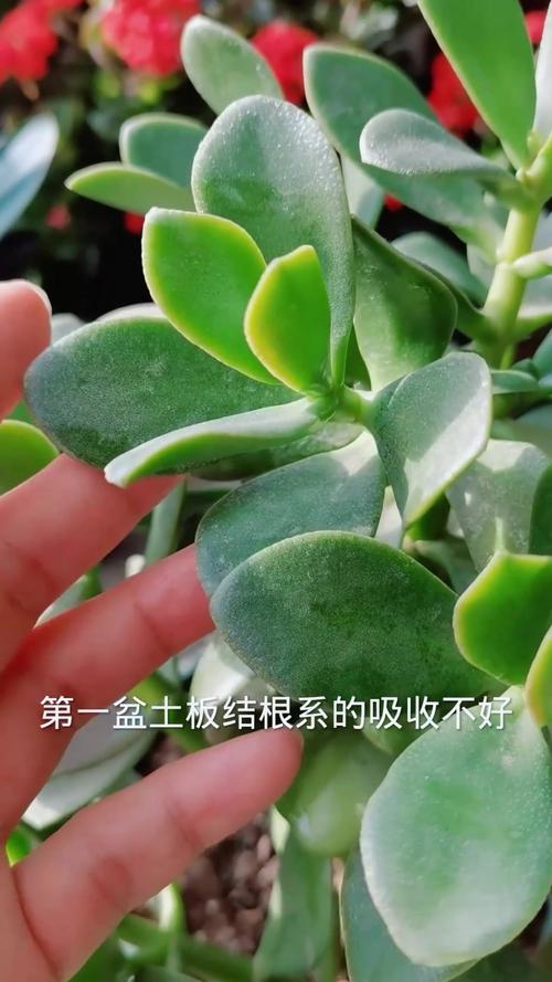 玉树叶子变黄变软是为啥?