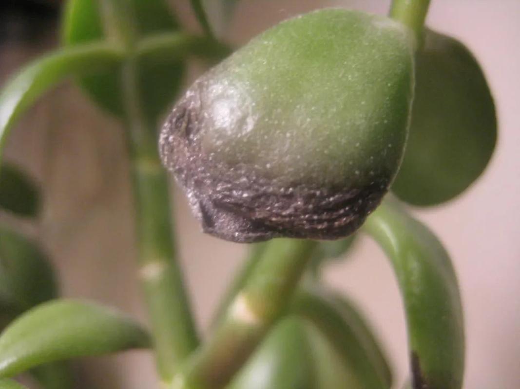 强光会导致玉树叶子变黄吗?其他影响因素