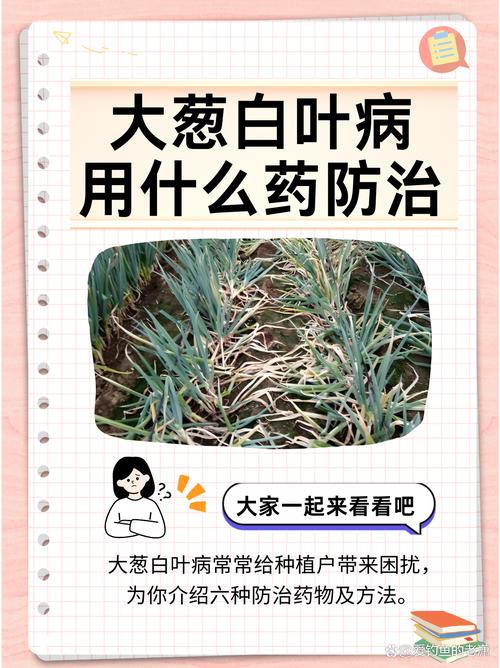 大葱烂根用什么药？大葱重茬烂根用什么药？