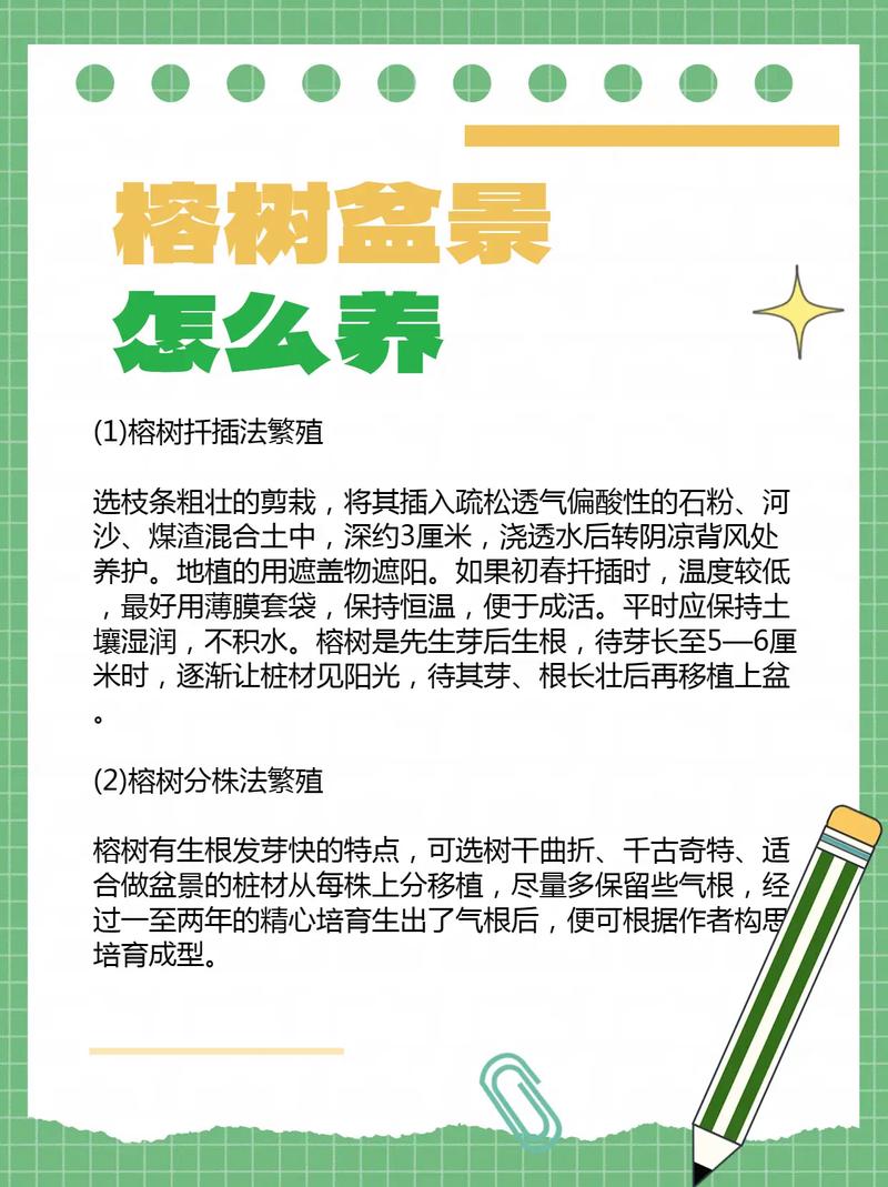 小榕树盆景的养殖方法和注意事项
