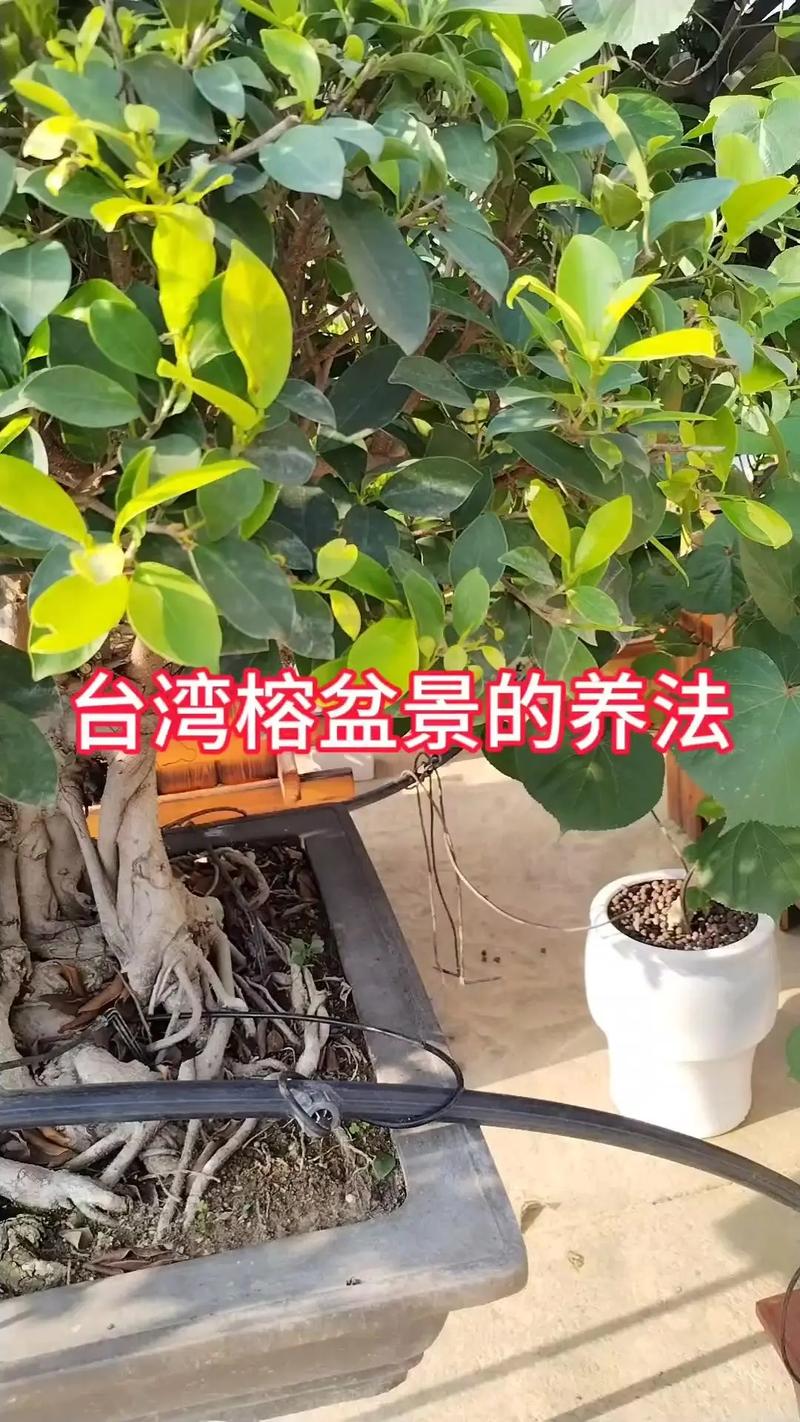 小榕树盆景怎么养