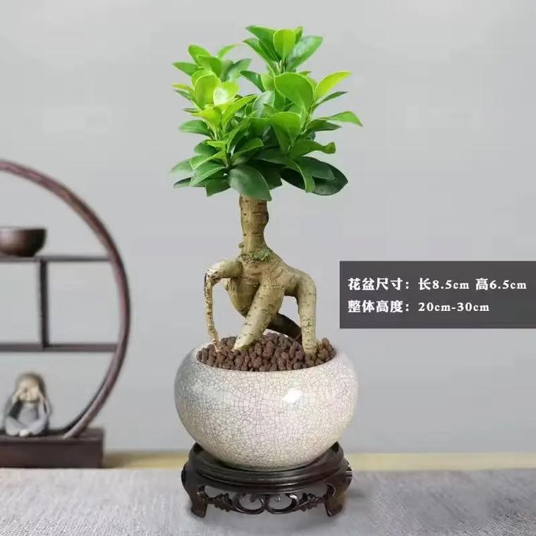 如何在家中养殖小榕树盆景