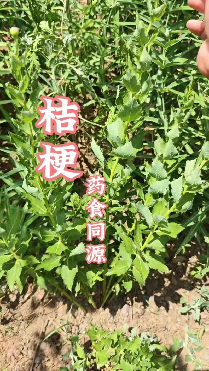 桔梗是花也是药