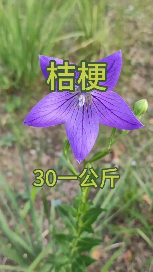 桔梗花可以吃吗