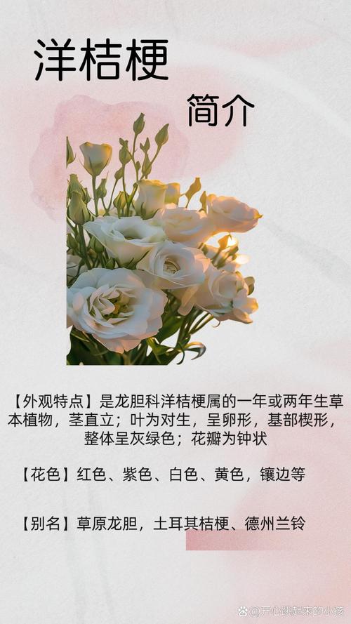 桔梗花的功能与效果