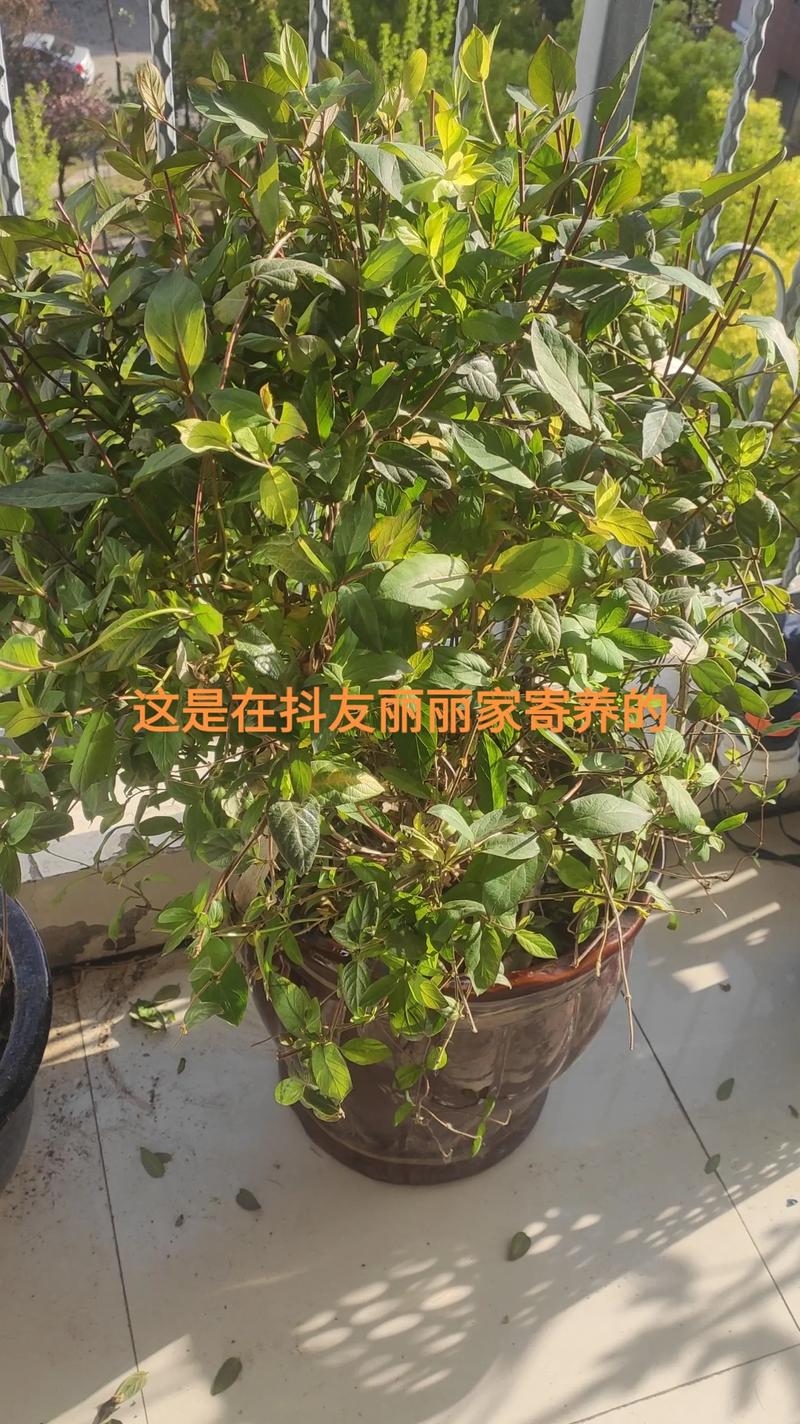 冬季盆栽金银花的管理冬天掉叶吗?
