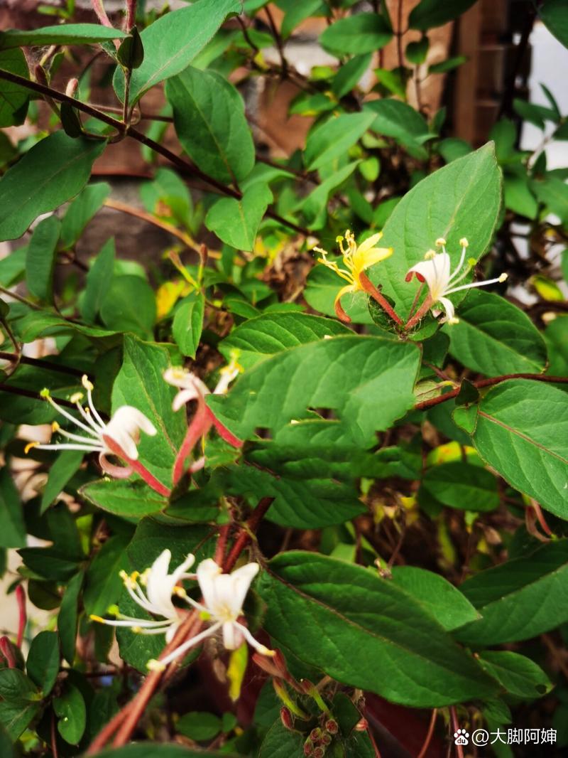 盆栽金银花冬季管理,冬天落叶吗