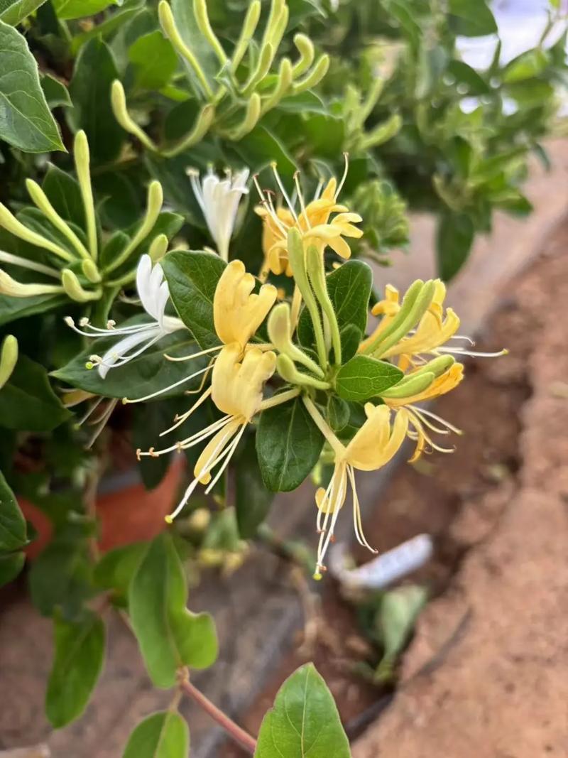 金银花冬天能种植在室内吗
