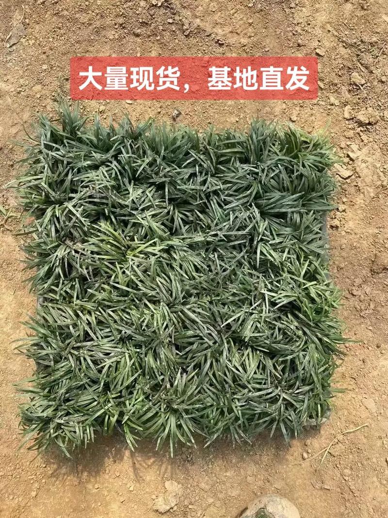 玉龙草该怎么种植