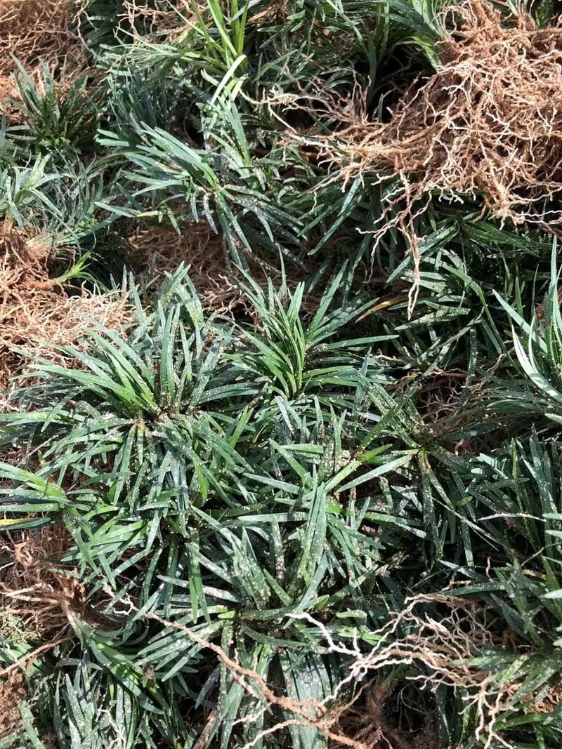 如何种植玉龙草?