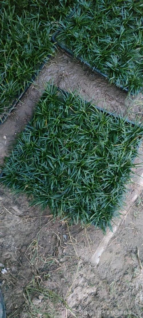 玉龙草大面积种植方法玉龙草该怎么种植