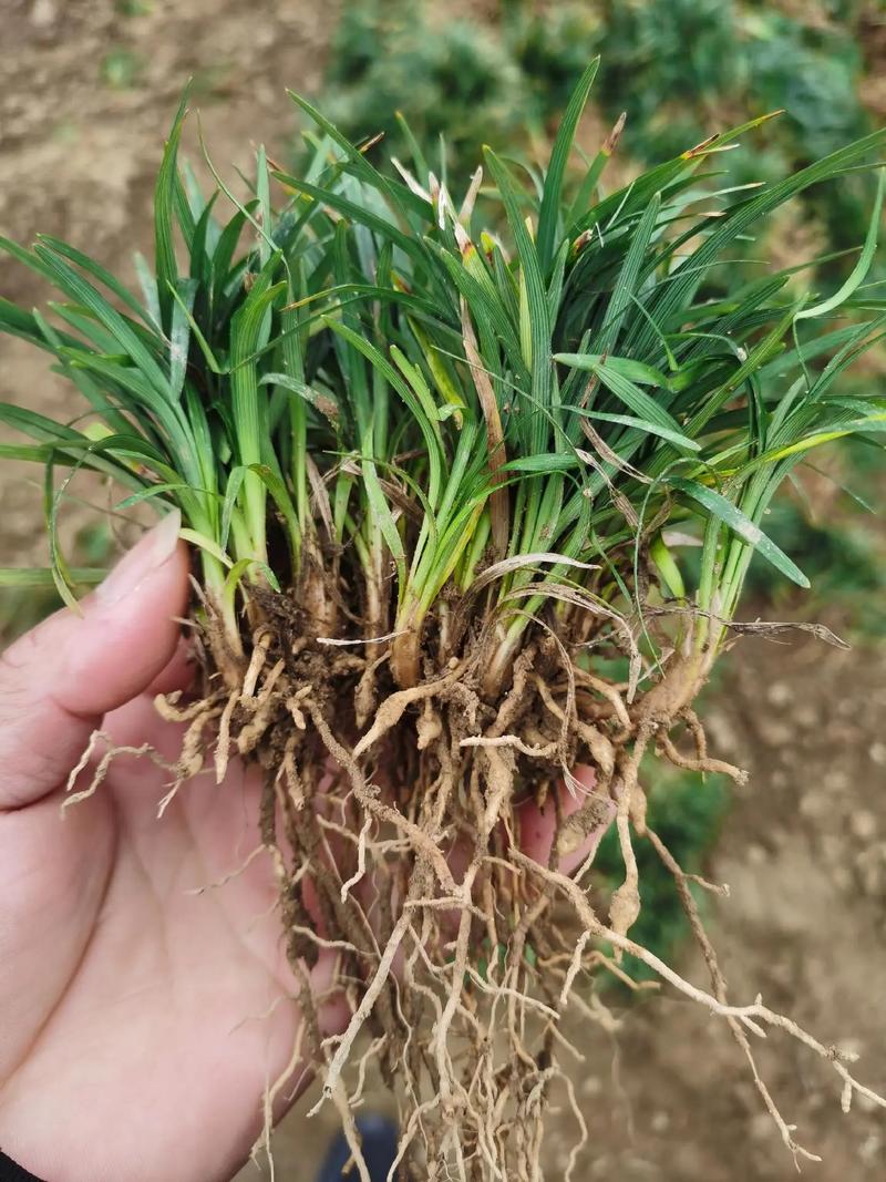 玉龙草种植方法是怎样的?