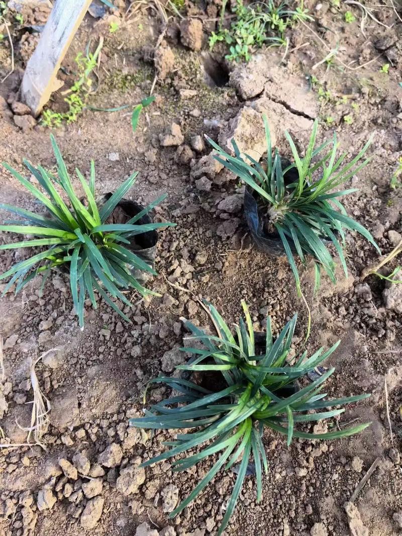 玉龙草什么季节种植