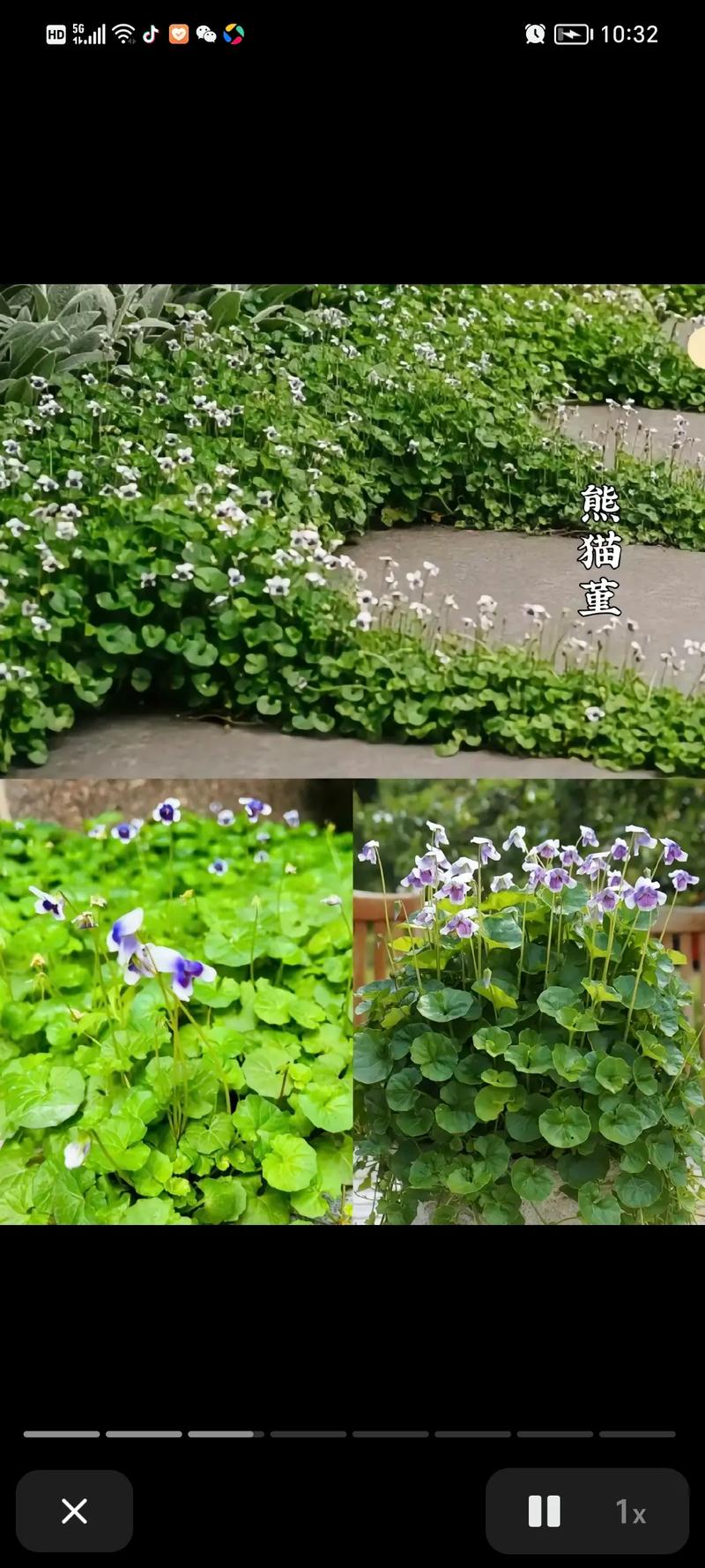 玉龙草如何栽培管理?