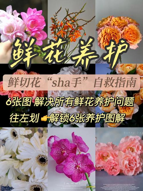 鲜切花养护视频:鲜切花的养护方法