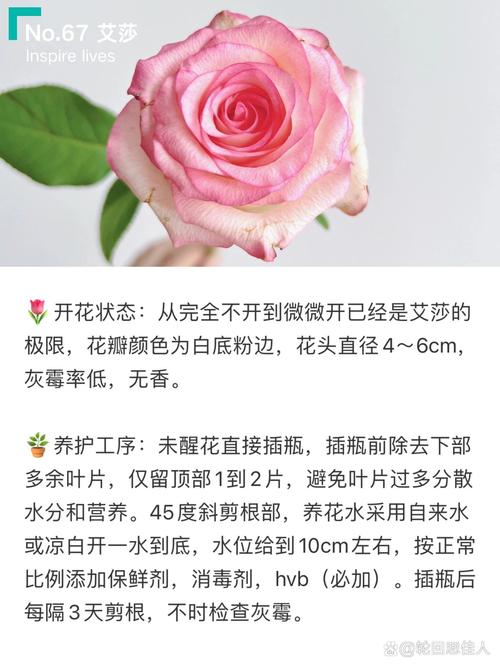 玫瑰鲜切花的种植方法及养护