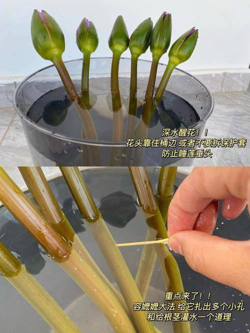 睡莲鲜切花怎么保养昨天才买的今天就不行了