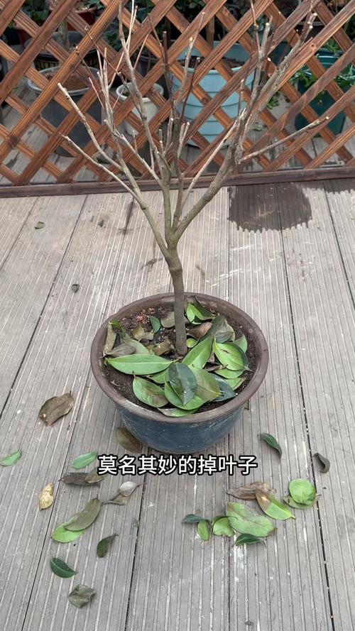 茶花叶子干枯怎么救活