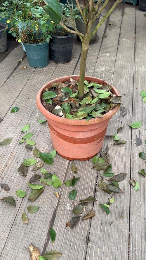 茶花新叶子死了怎么处理