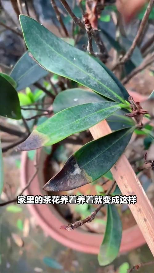 请问茶花尖叶死了根还是好的是怎么回事?