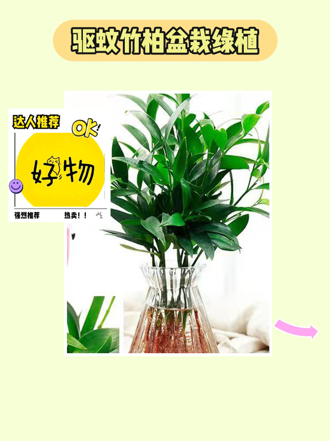 石竹花怎么水养