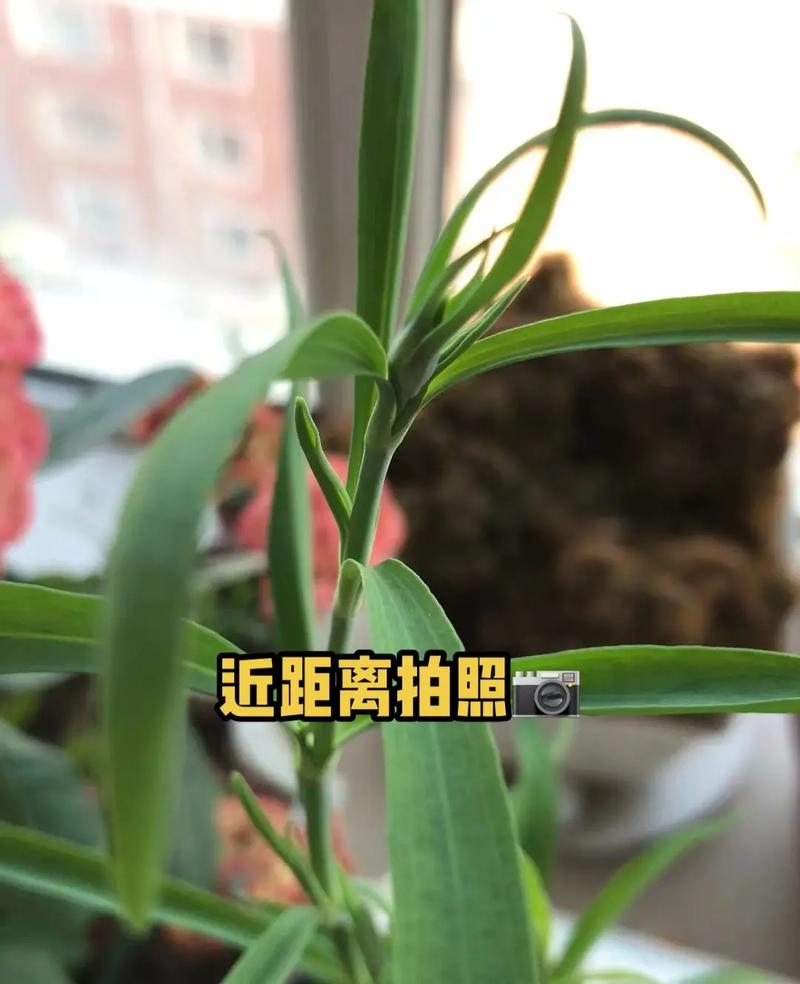 石竹怎么养殖方法