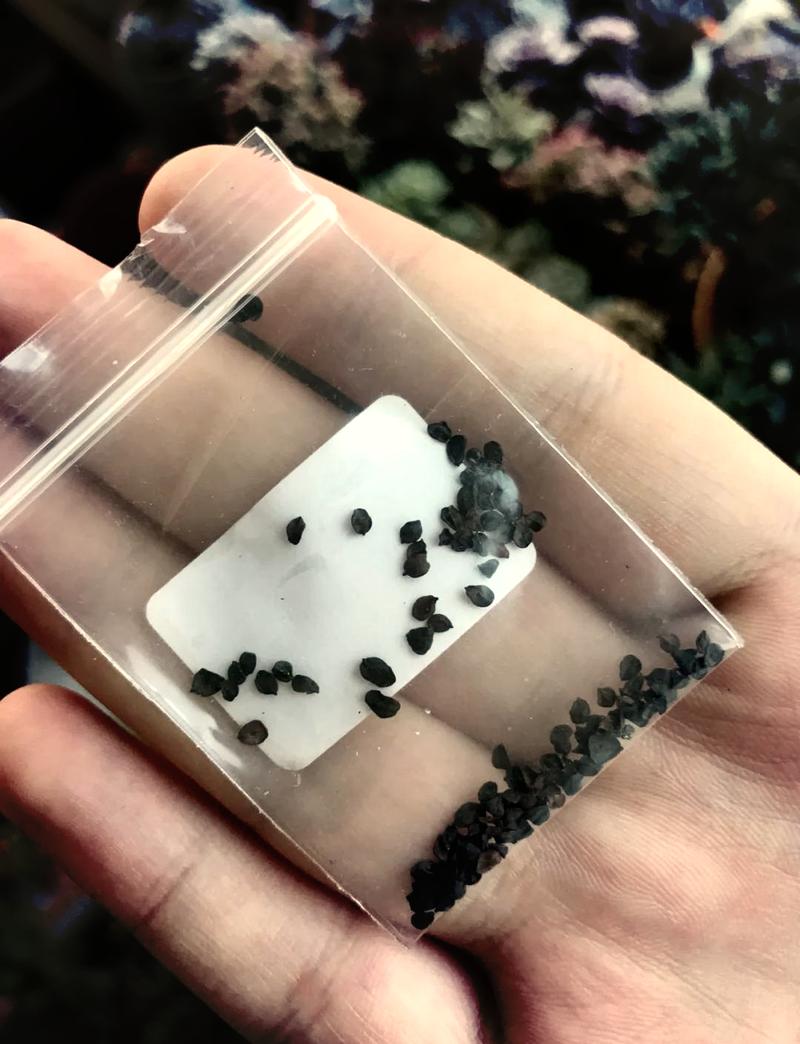 石竹种子春天种植方法