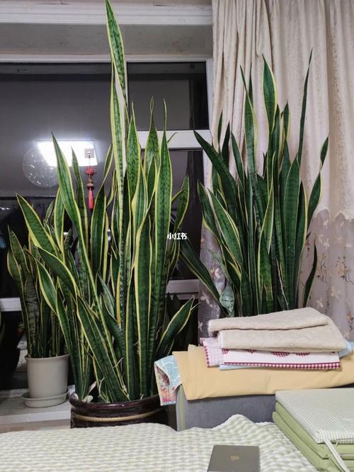 哪个品种虎皮兰长得高