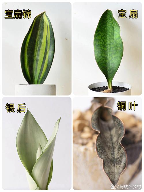 虎皮兰能长多大