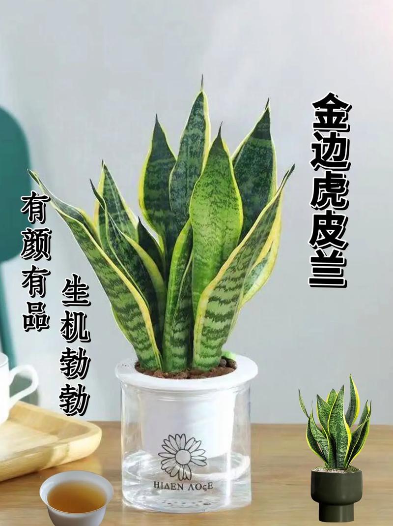 金边虎皮兰能长多高