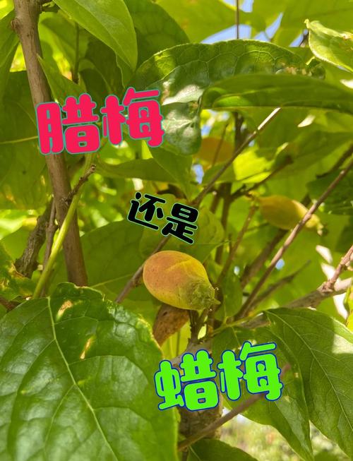 夏腊梅和腊梅的区别？夏蜡梅和腊梅有什么区别？