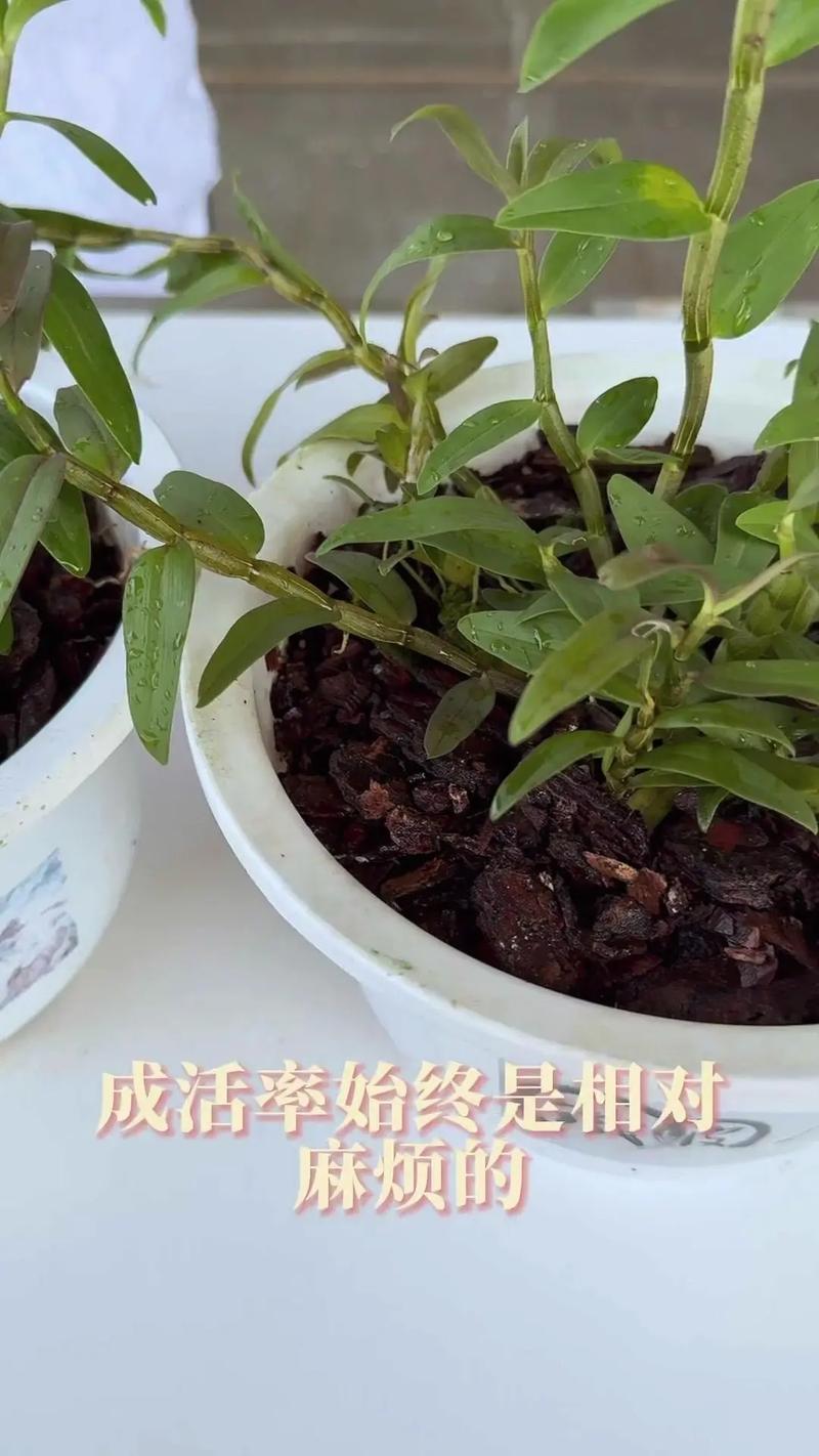水养铁皮石斛能成活吗,如何水养铁皮石斛
