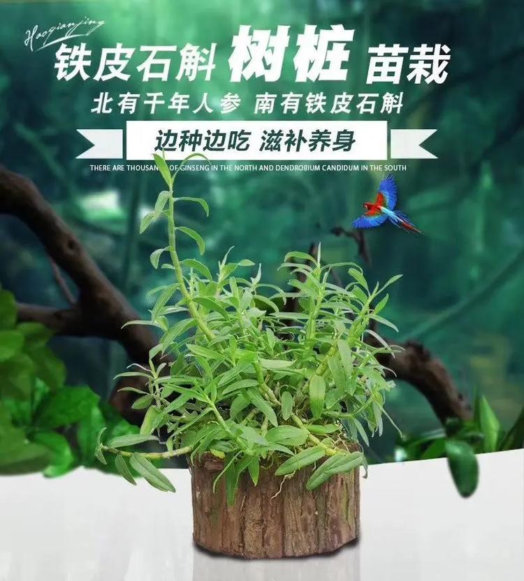 铁皮石斛水养还是土养,养铁皮石斛用什么土