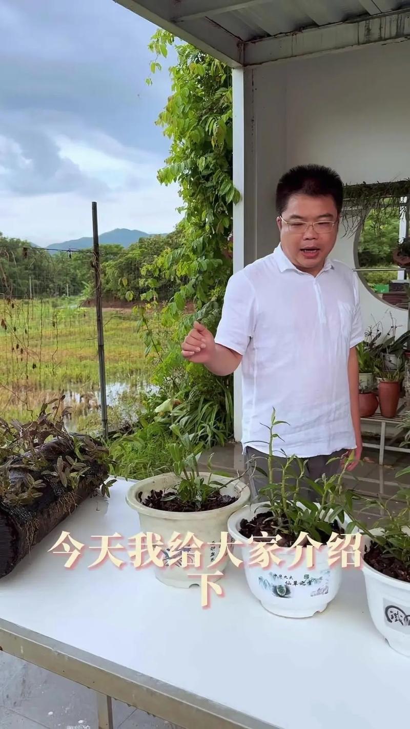 铁皮石斛是水养还是土养好