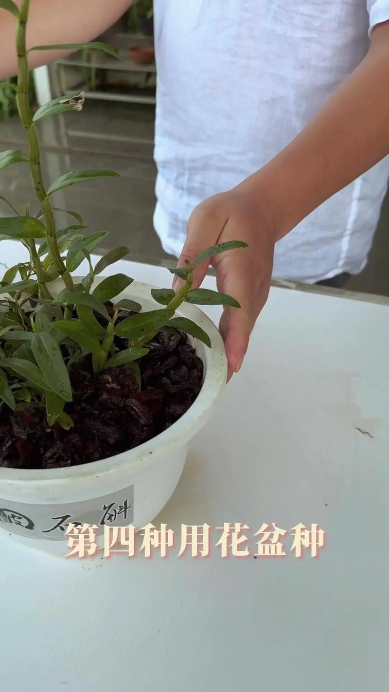 铁皮石斛水养还是土养